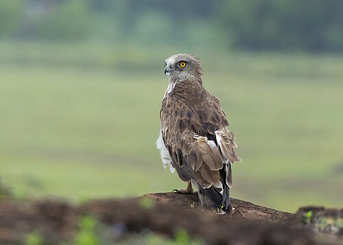 short-toed eagle